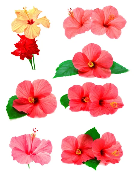 Färgade hibiscus — Stockfoto