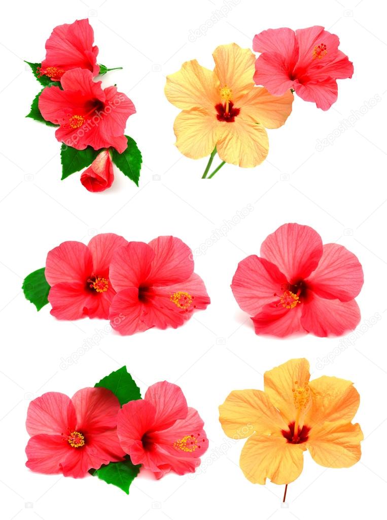 Colored hibiscus