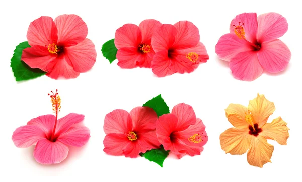 Collectie van gekleurde hibiscus — Stockfoto