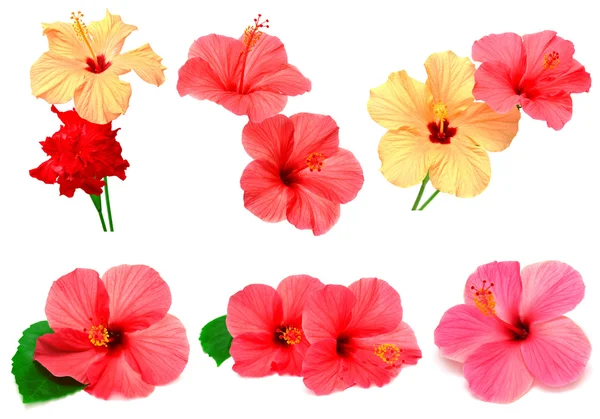 Gekleurde hibiscus — Stockfoto
