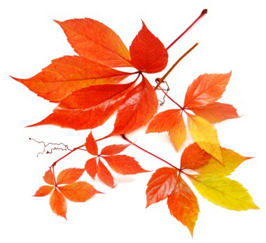 Sonbahar yabani üzüm yeşillik