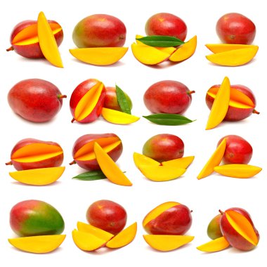 Mango meyve toplama