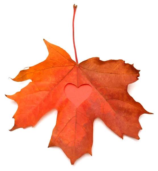 Gelbes Herbstblatt — Stockfoto