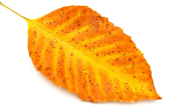 Hoja amarilla otoño — Foto de Stock