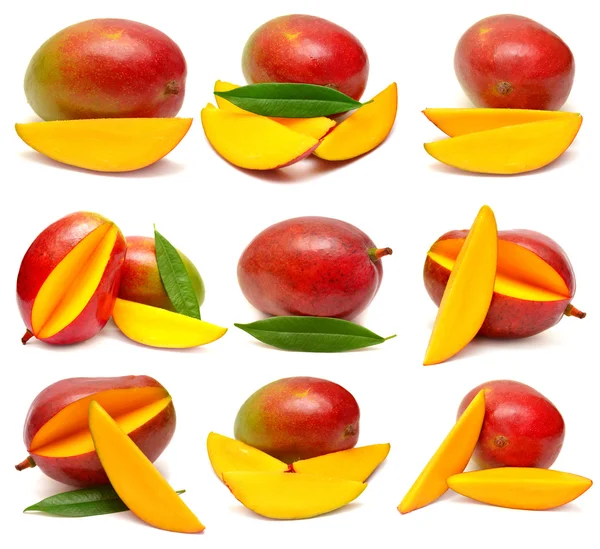 Colección de frutas de mango — Foto de Stock