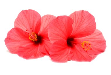 iki pembe amber çiçeği