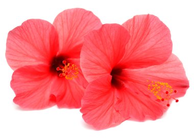 iki pembe amber çiçeği