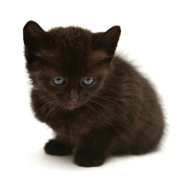 Pequeño gatito negro — Foto de Stock