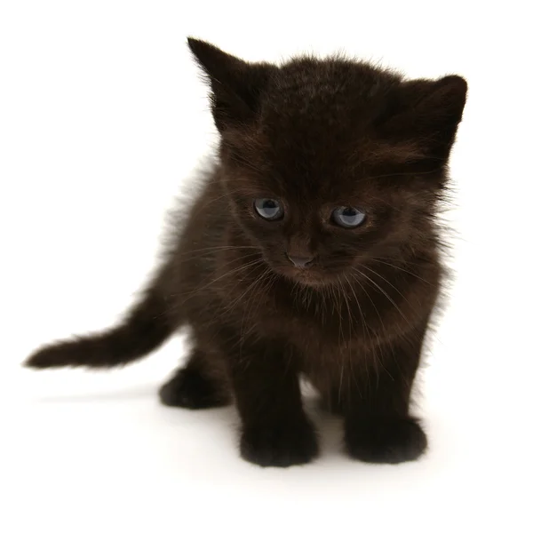 Pequeno gatinho preto — Fotografia de Stock