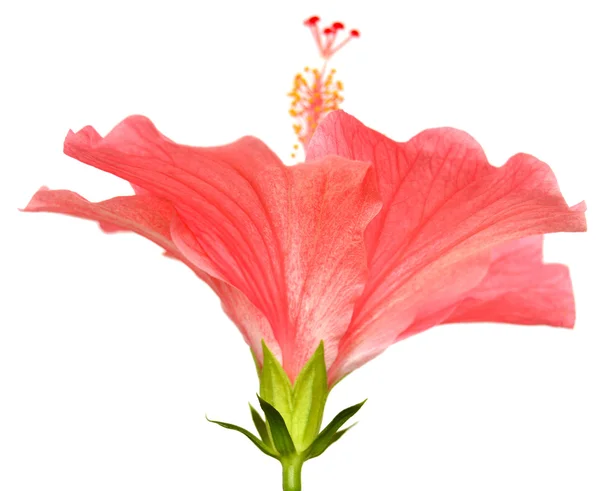 Roze Hibiscus Bloem — Stockfoto