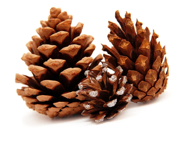 Pine cones — Stock Photo, Image