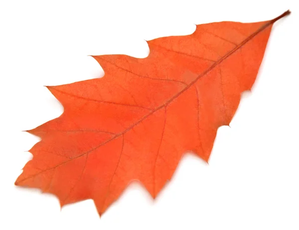 Autumn oak leaf — Stock Photo, Image