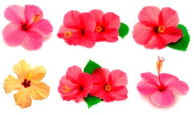 renkli hibiscus topluluğu