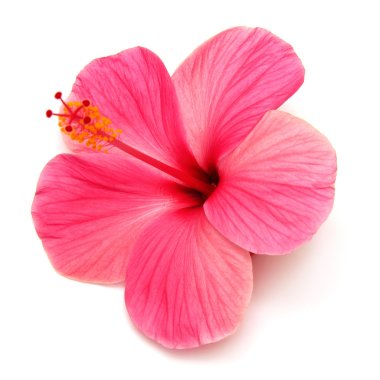 Pink hibiscus  clipart