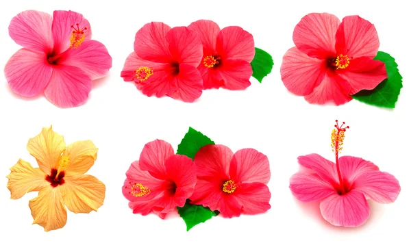 Collectie van gekleurde hibiscus — Stockfoto