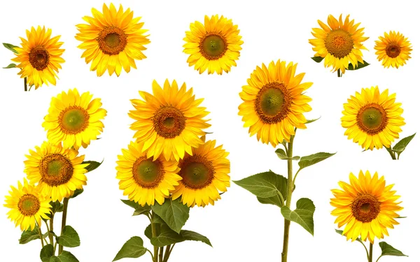 Sunflowers collection — Stock Photo, Image