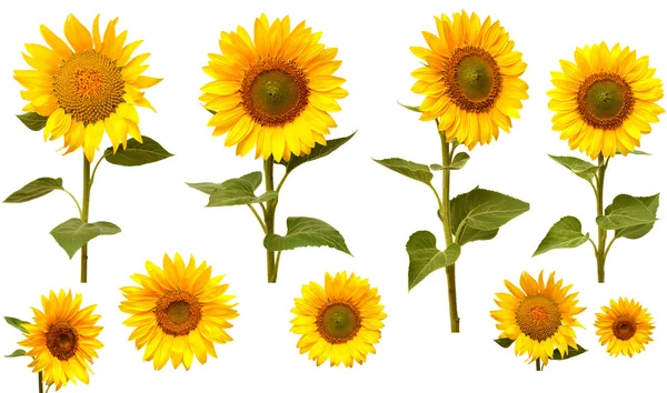 Sunflowers collection — Stock Photo, Image