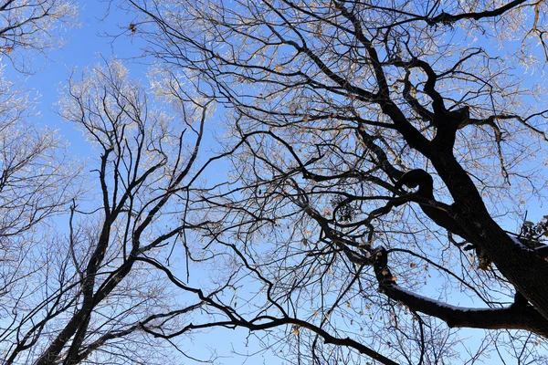 Bellissimo albero coperto di neve — Foto Stock