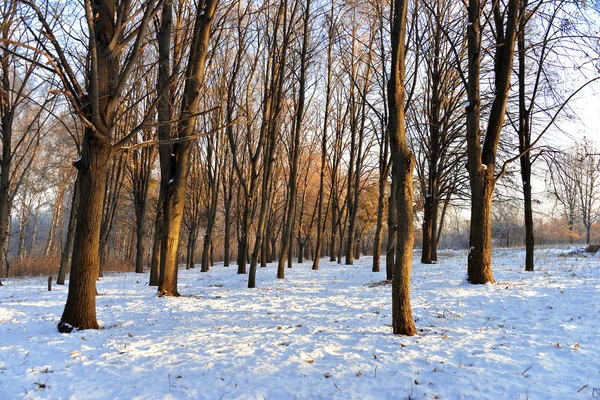 Winter landscape — Stock Photo, Image