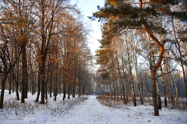 Paisagem inverno — Fotografia de Stock