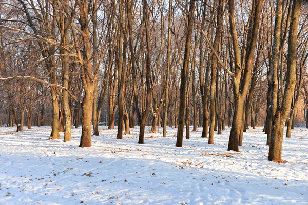 Winter landscape — Stock Photo, Image