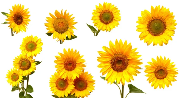 Kolekcja słoneczniki — Zdjęcie stockowe