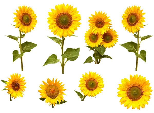 Sunflowers collection — Stock Photo, Image