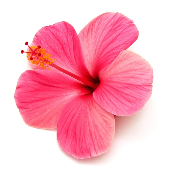 Ρόδινο hibiscus Εικόνα Αρχείου