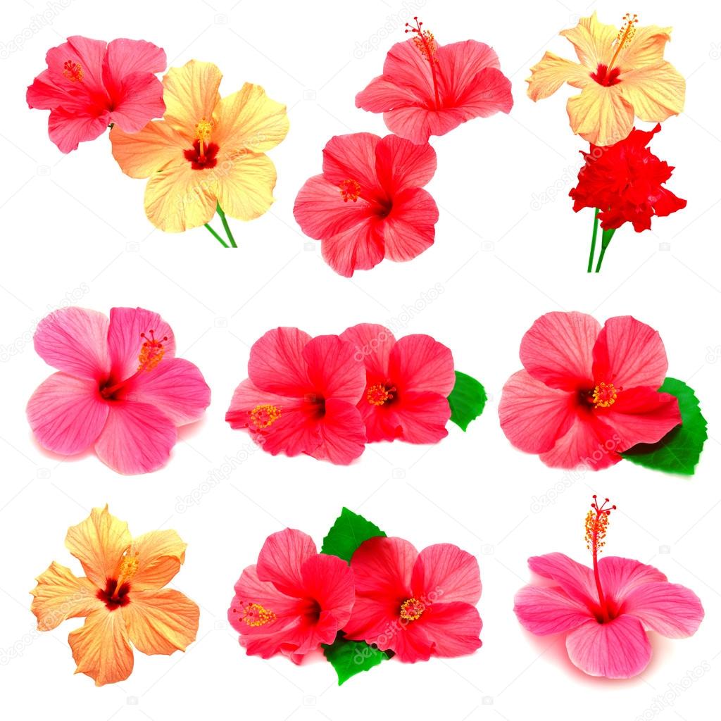 Collection of colored hibiscus