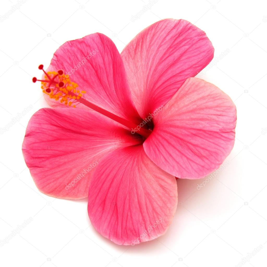 Pink hibiscus 