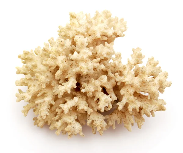 Beyaz izole mercan — Stok fotoğraf