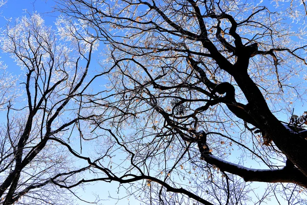 Bel arbre enneigé — Photo