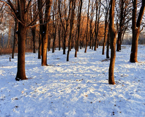 Paisaje invierno —  Fotos de Stock