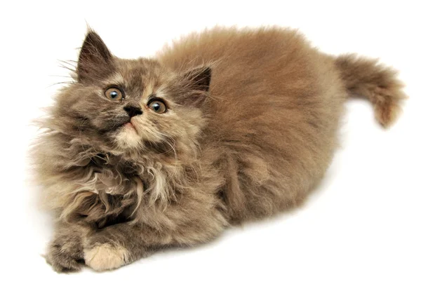 Beautiful little kitten — Stock Photo, Image