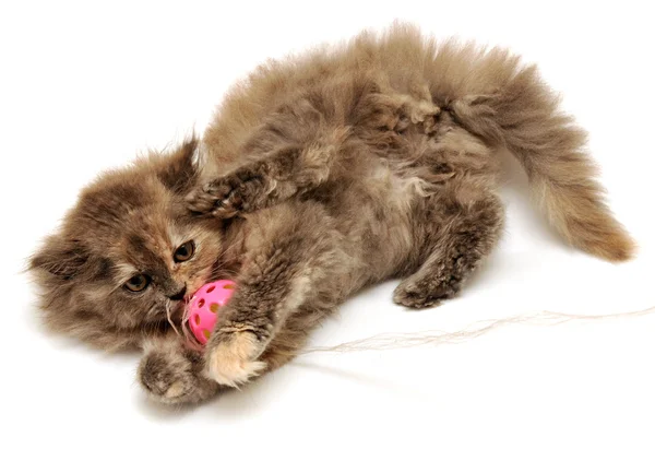 Little kitten play ball — Stock Photo, Image