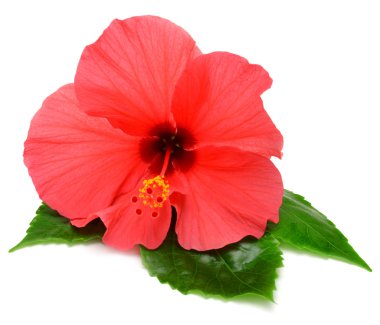 Yapraklı pembe amber çiçeği. 