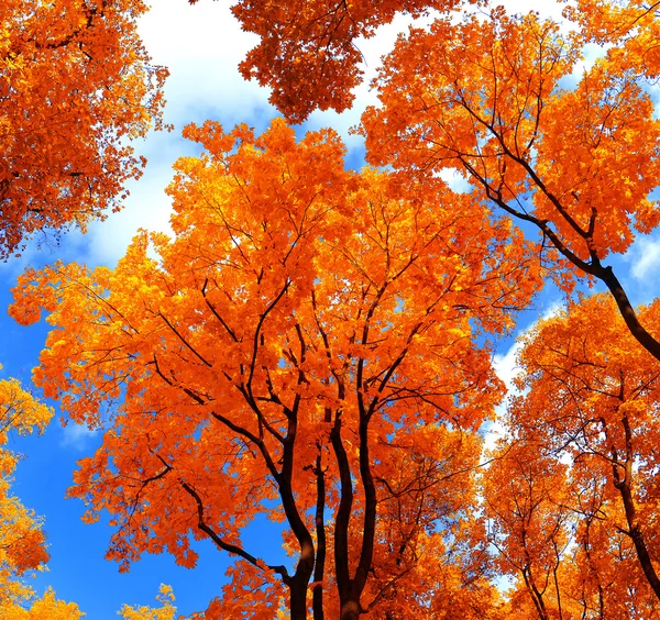 Herfst boom — Stockfoto