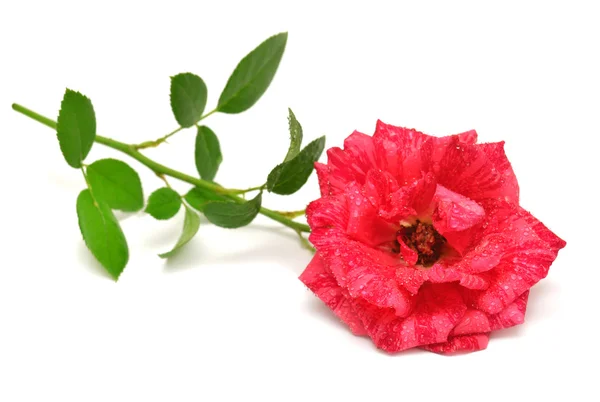 Schöne rosa Rose — Stockfoto