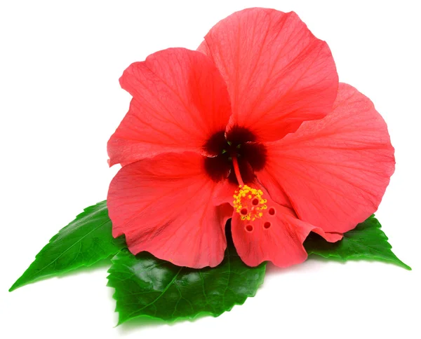 Różowy hibiskus z liśćmi — Zdjęcie stockowe