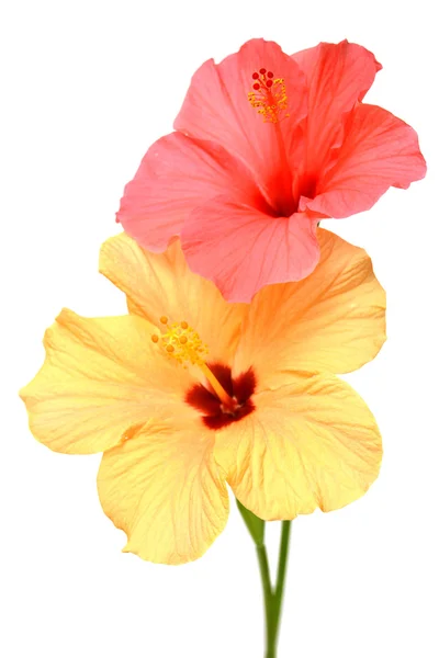 Two colored hibiscus — Stock Photo, Image