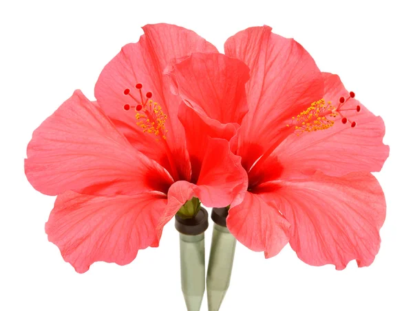 Two pink hibiscus — Stock Photo, Image