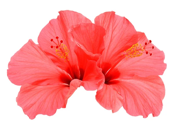 Dois hibiscos rosa — Fotografia de Stock