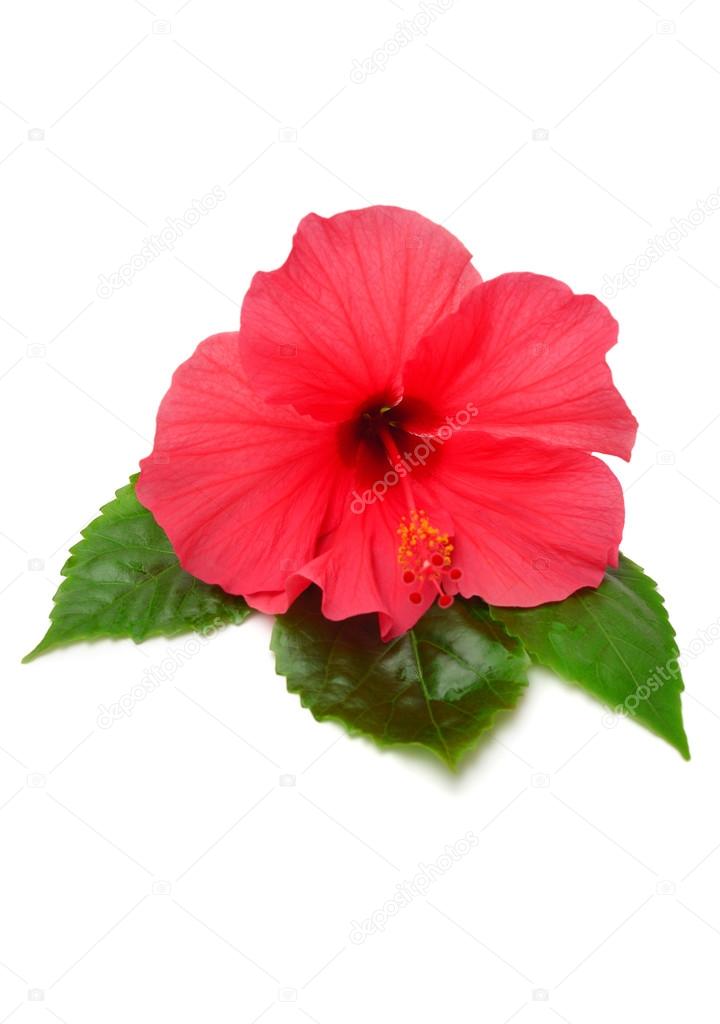 Pink hibiscus with leaves