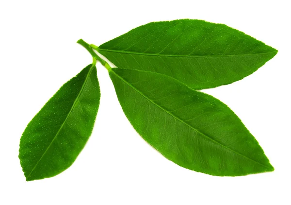 Branch with leaves of lemon — Stock Photo, Image