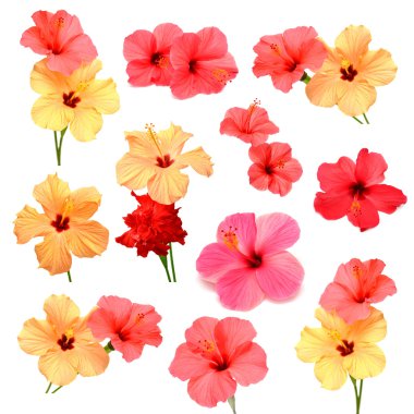 Renkli ebegümeci yaprakları ile