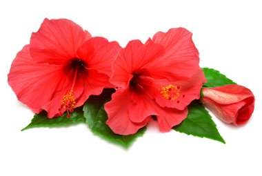 İki pembe ebegümeci ve bud 