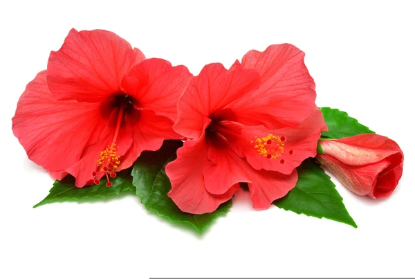 Zwei Rosa Hibiskus und Knospe — Stockfoto