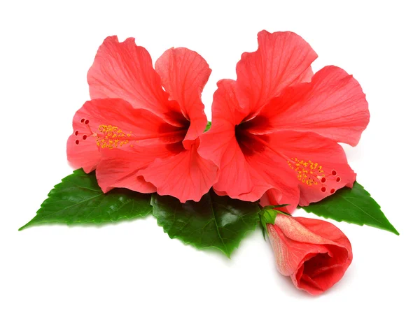 Δύο ρόδινο hibiscus και οφθαλμός — Φωτογραφία Αρχείου