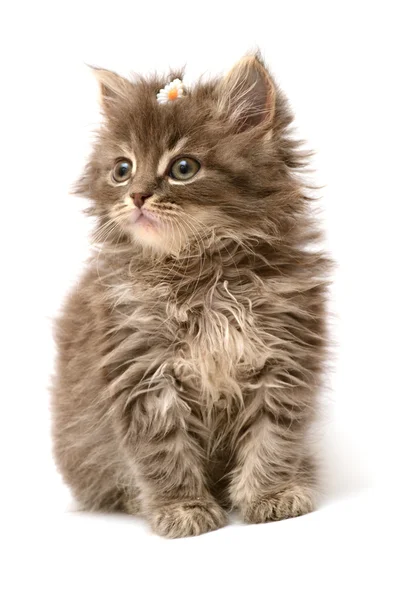 Pequeño gatito con flor de margarita — Foto de Stock