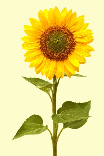 Girasole su sfondo bianco — Foto Stock